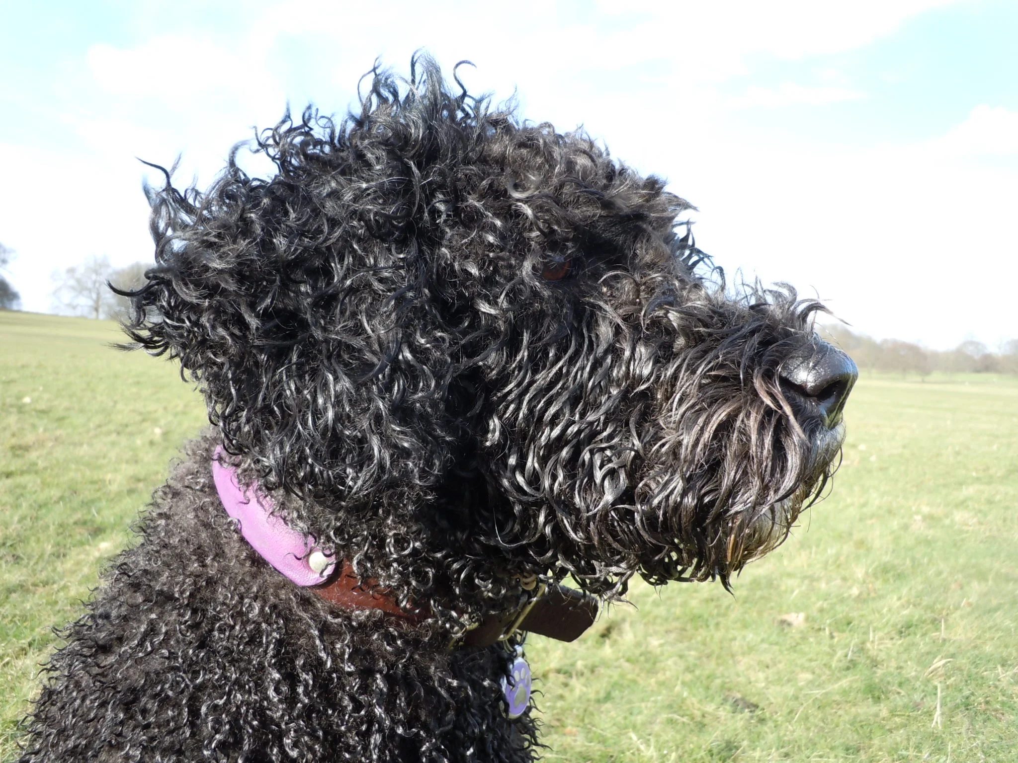 Lola wearing her purple and brown leather collar