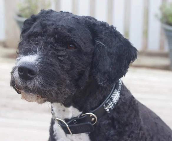 Monochrome madness - Neo in his black and white Harris Tweed and black leather collar
