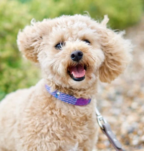 Teddy wearing pink and purple tartan Harris Tweed
