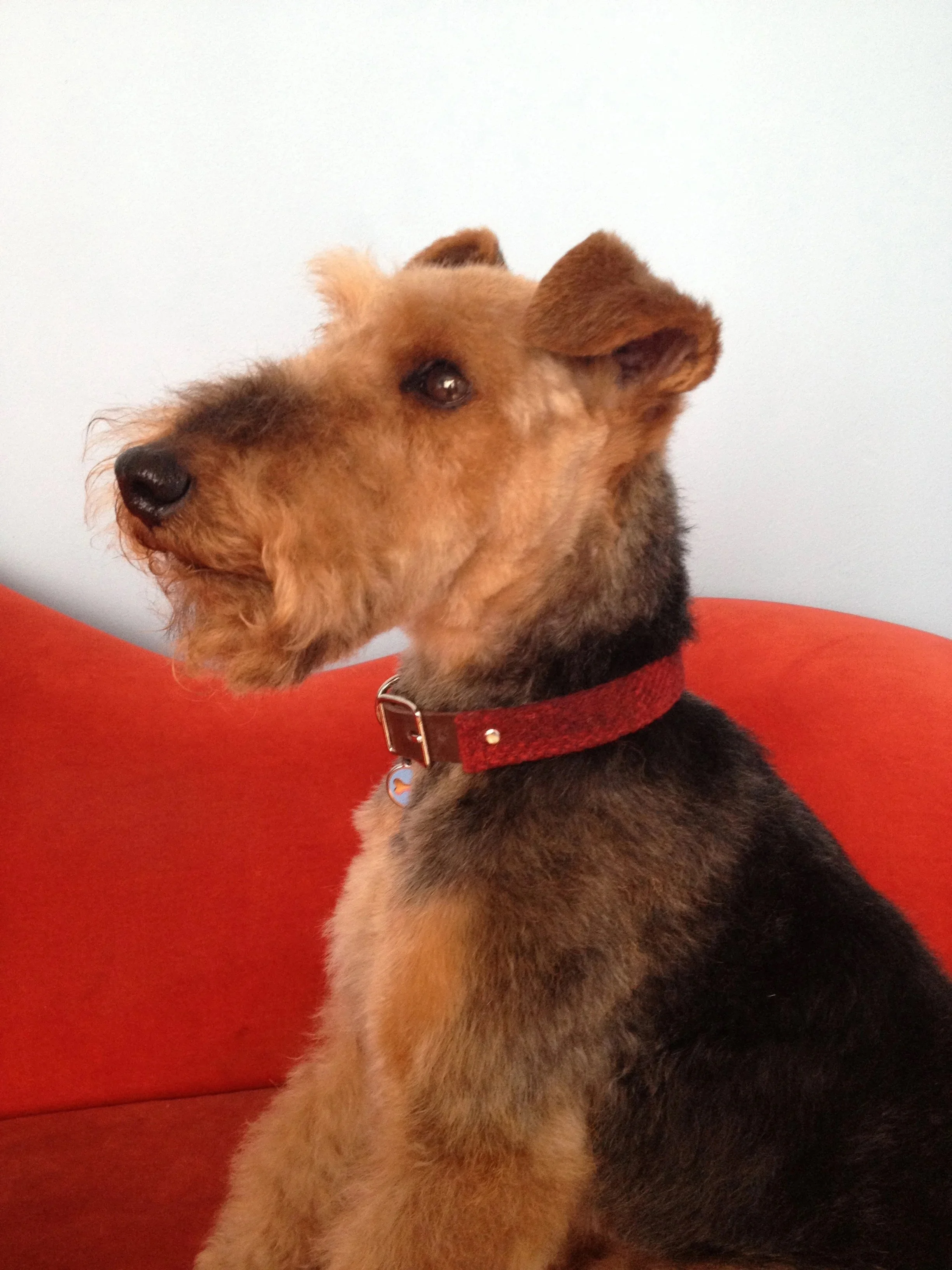 Noodles wearing the Red check Harris Tweed