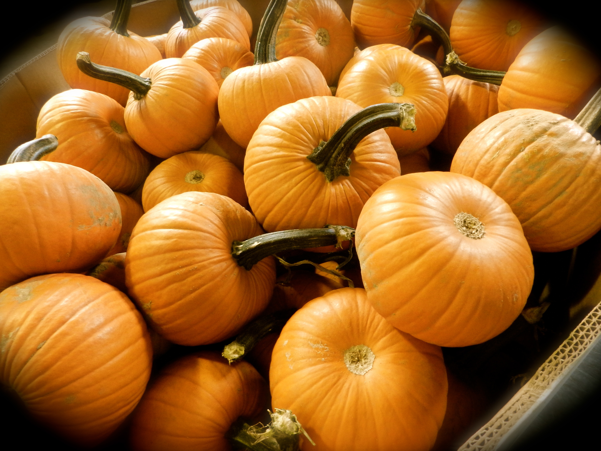 We roast a batch of fresh Pumpkins every year for Pumpkin Gelato. 4 Litre pails available now. 