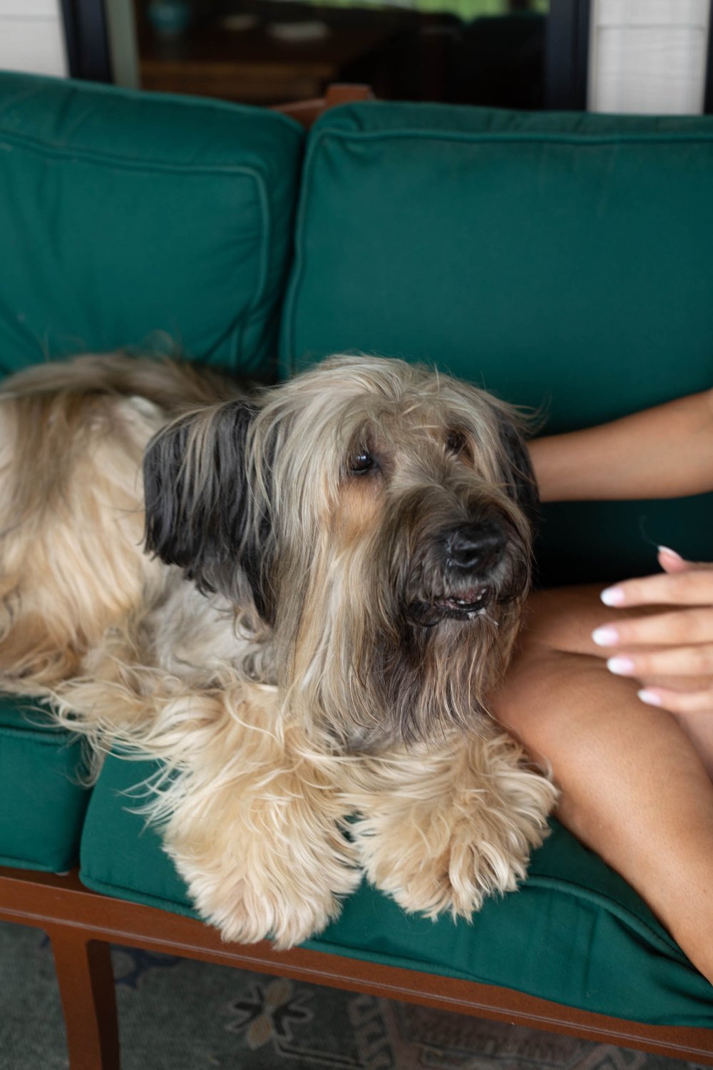  a scruffy dog sitting on a green couch while having it’s head scratched 