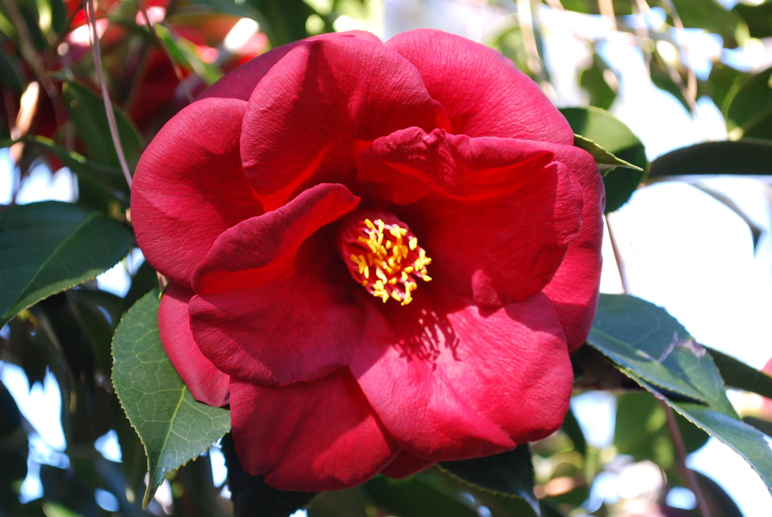 Camellia japonica - 'Royal Velvet'