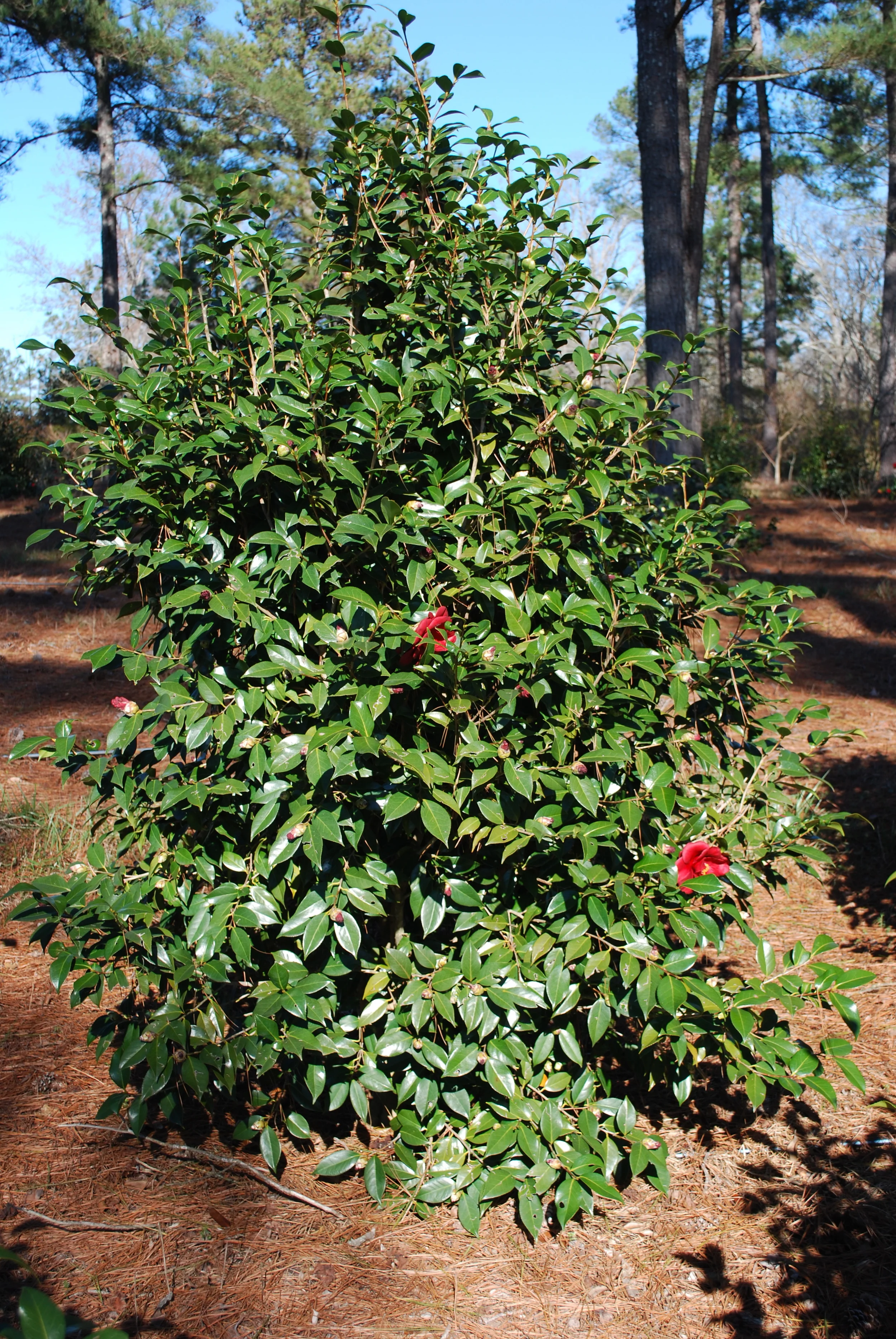 Camellia japonica - 'Royal Velvet'