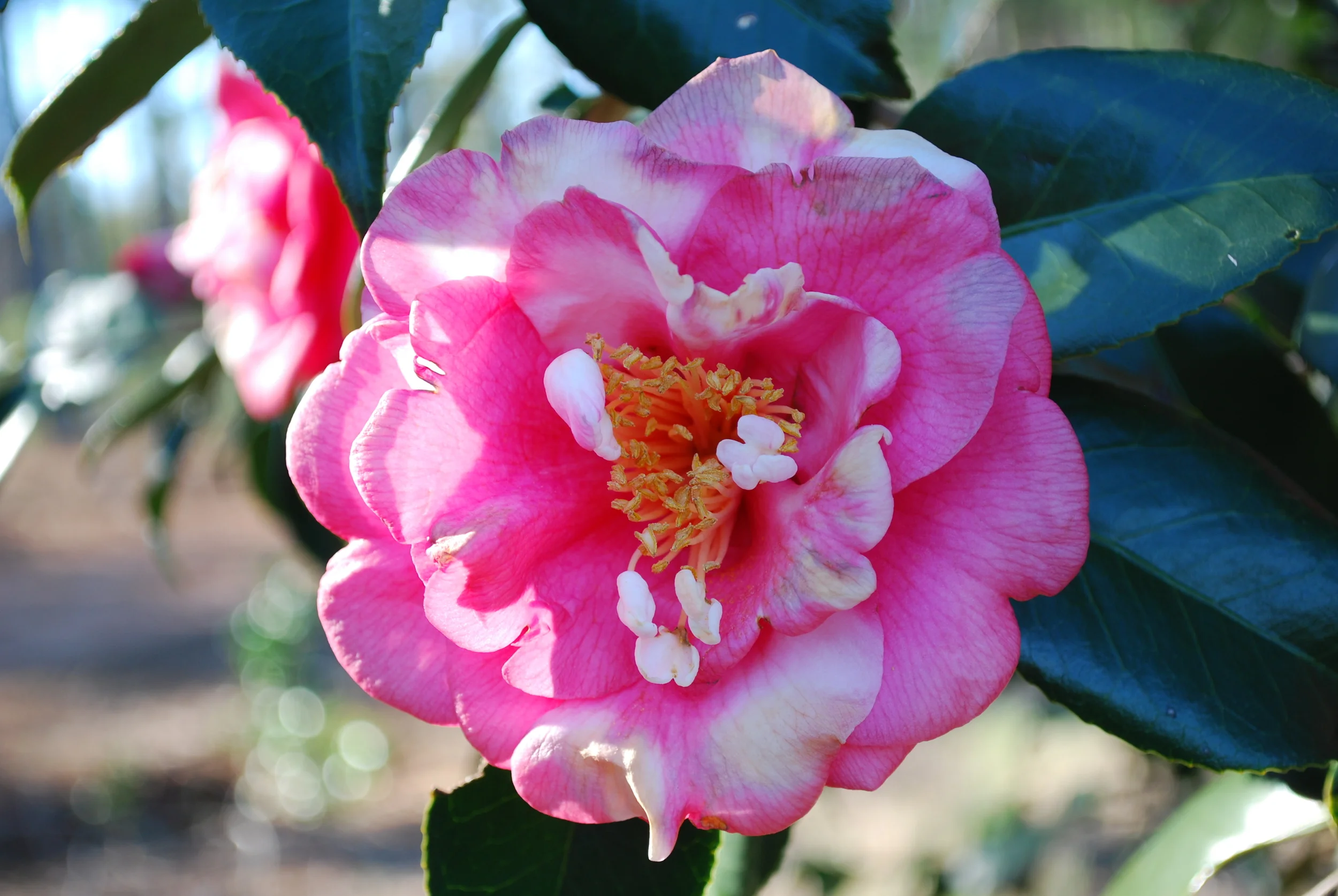 Camellia japonica - 'Fashionata'