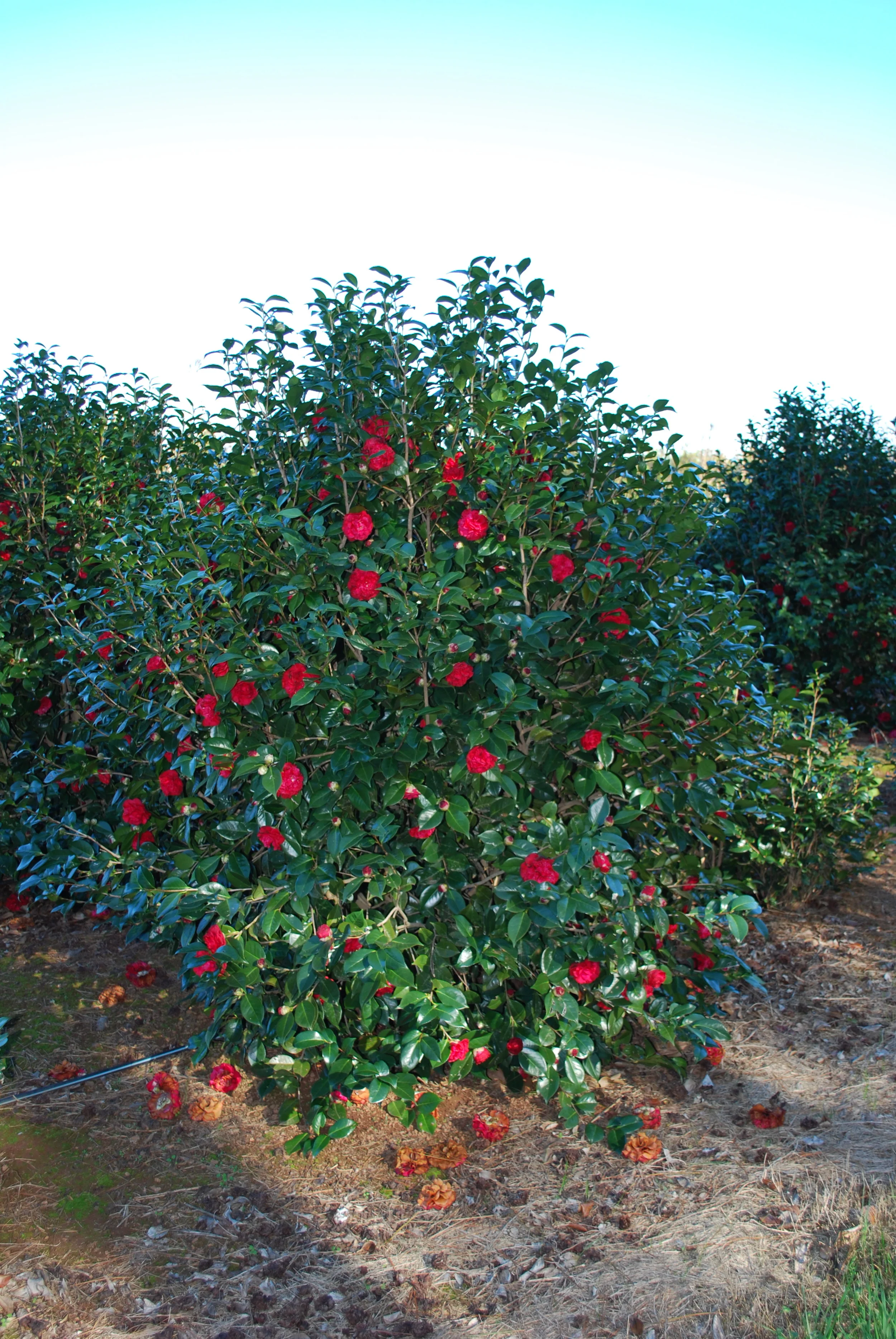 Camellia japonica - 'Firefalls'