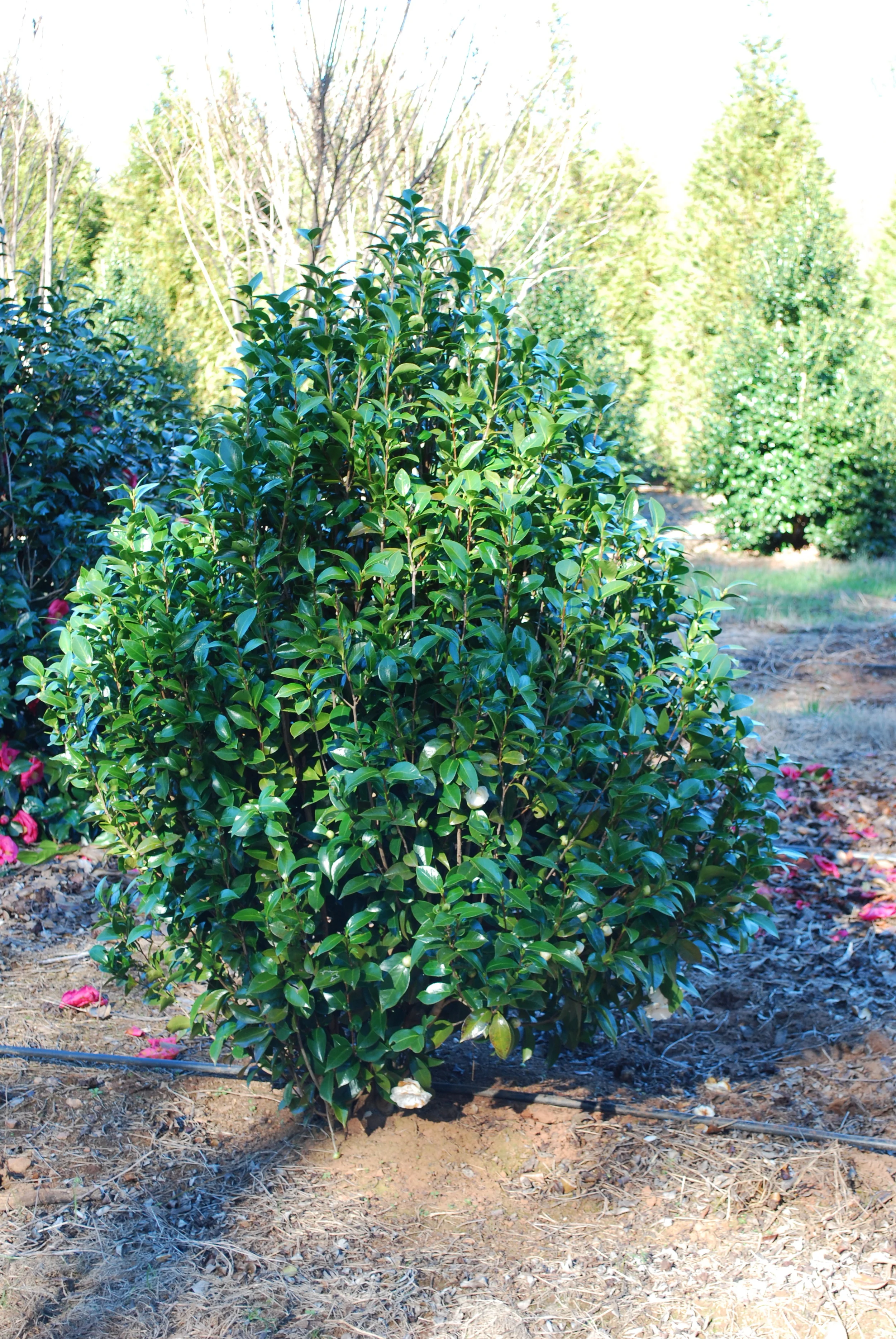 Camellia japonica - 'Omega'