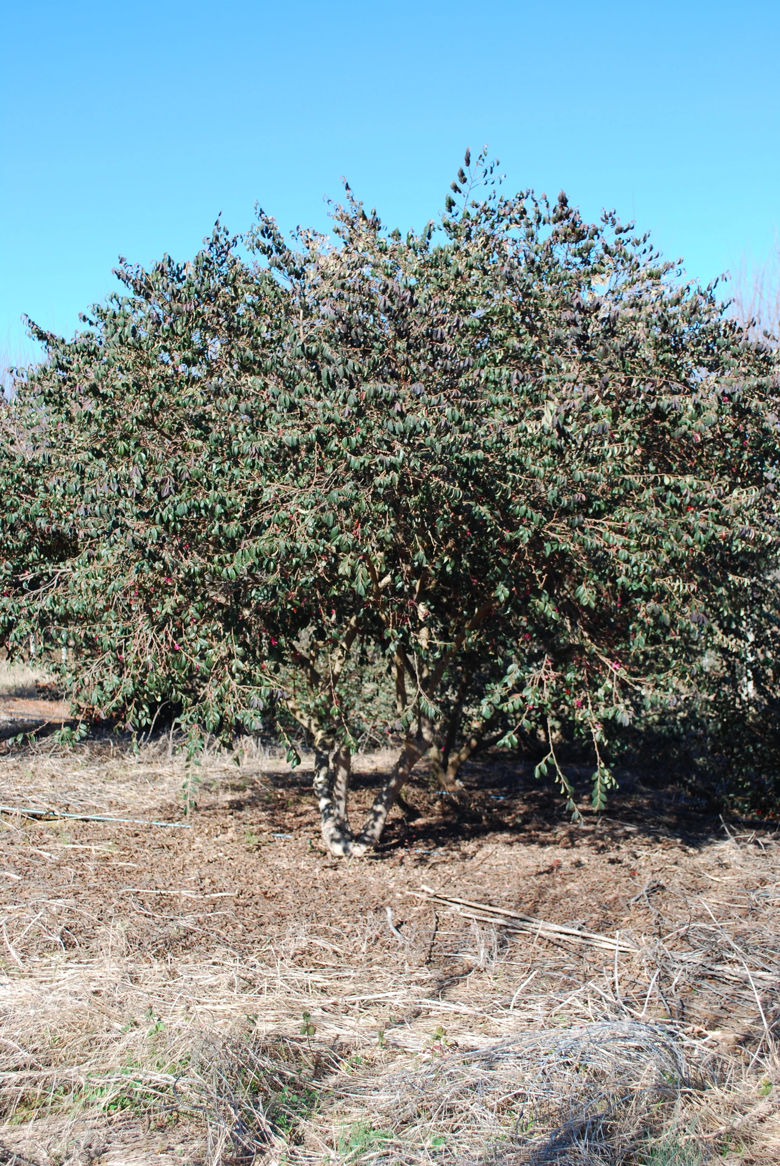 Loropetalum chinense