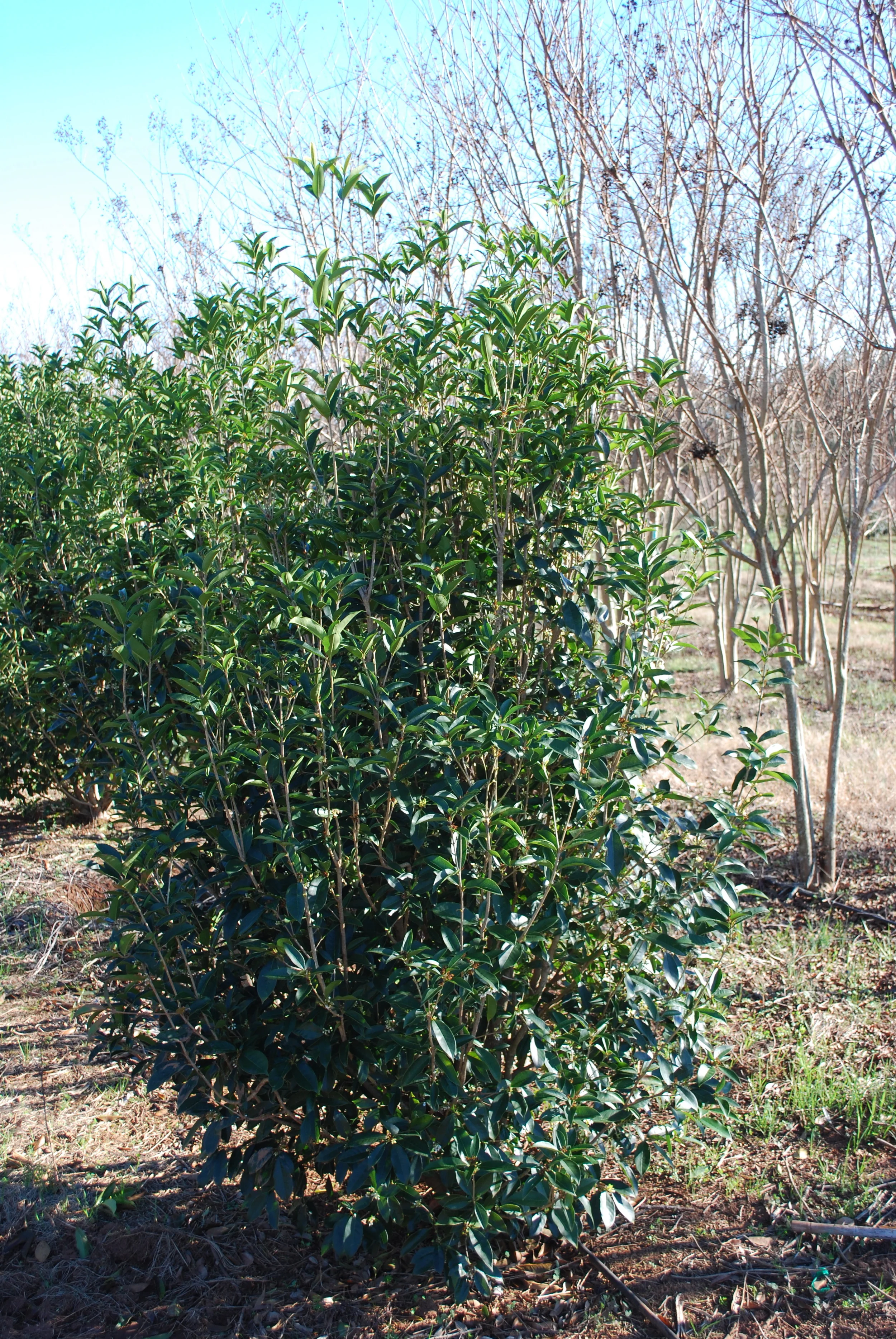 Osmanthus fragrans - Fragrant Tea Olive
