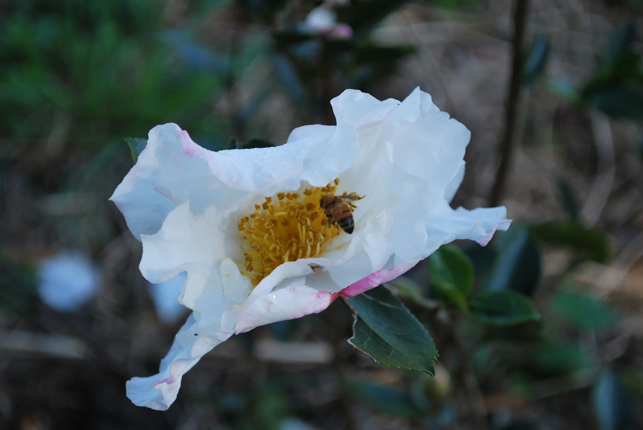 Camellia sasanqua - 'Northern Lights'