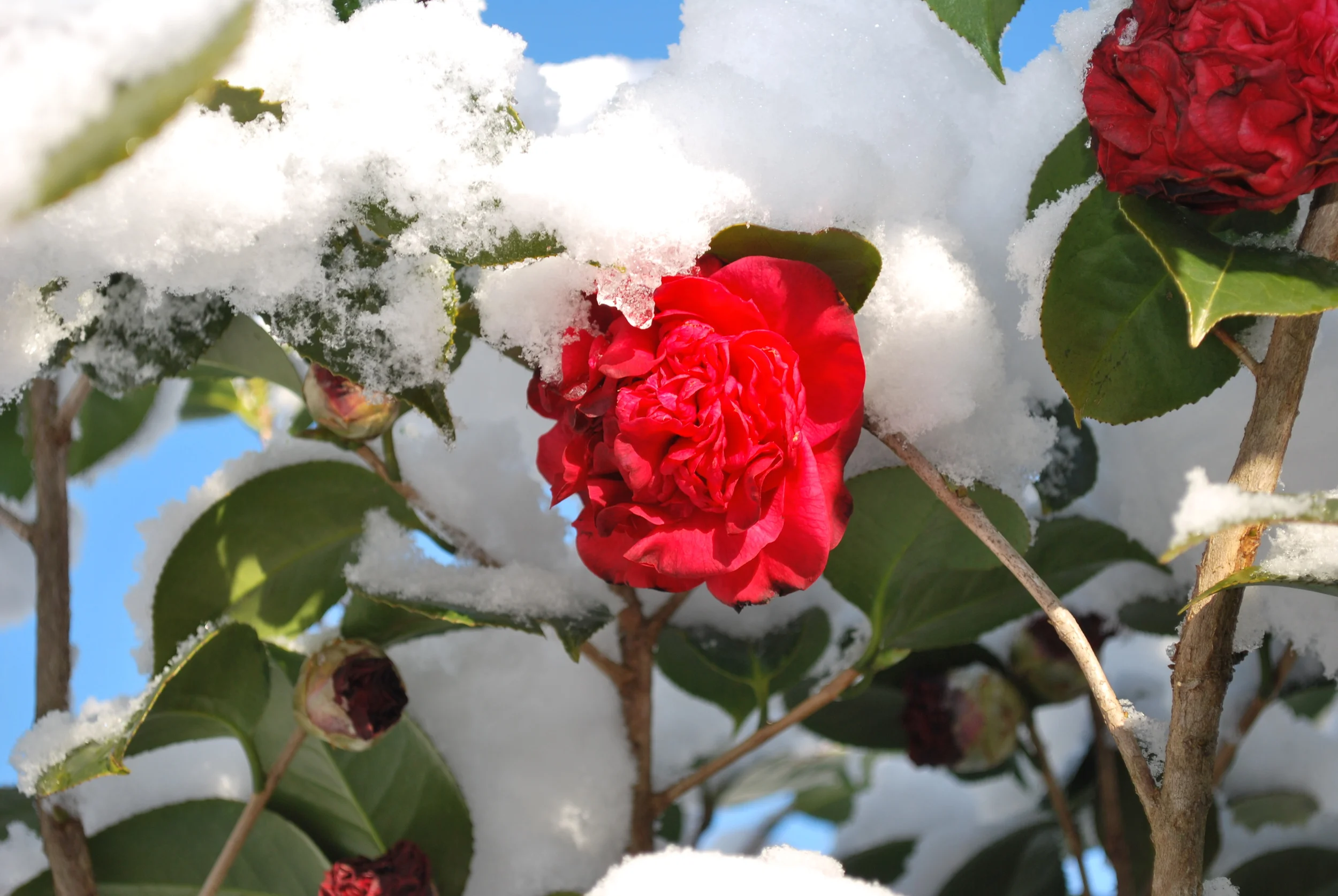 Camellia japonica - 'Firefalls'