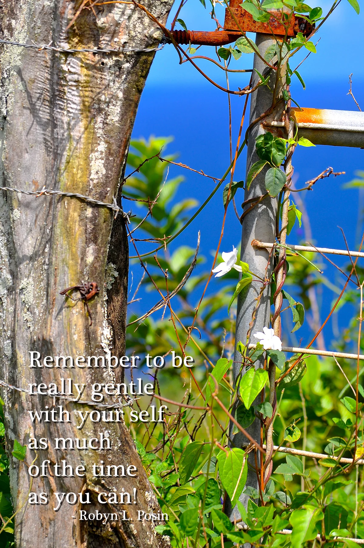 Fence_Tree_Hawaii_gentlewSelf.jpg