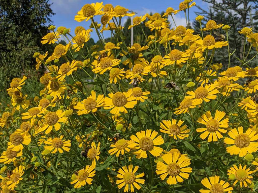 Rain Garden And Lawn To Garden Workshops