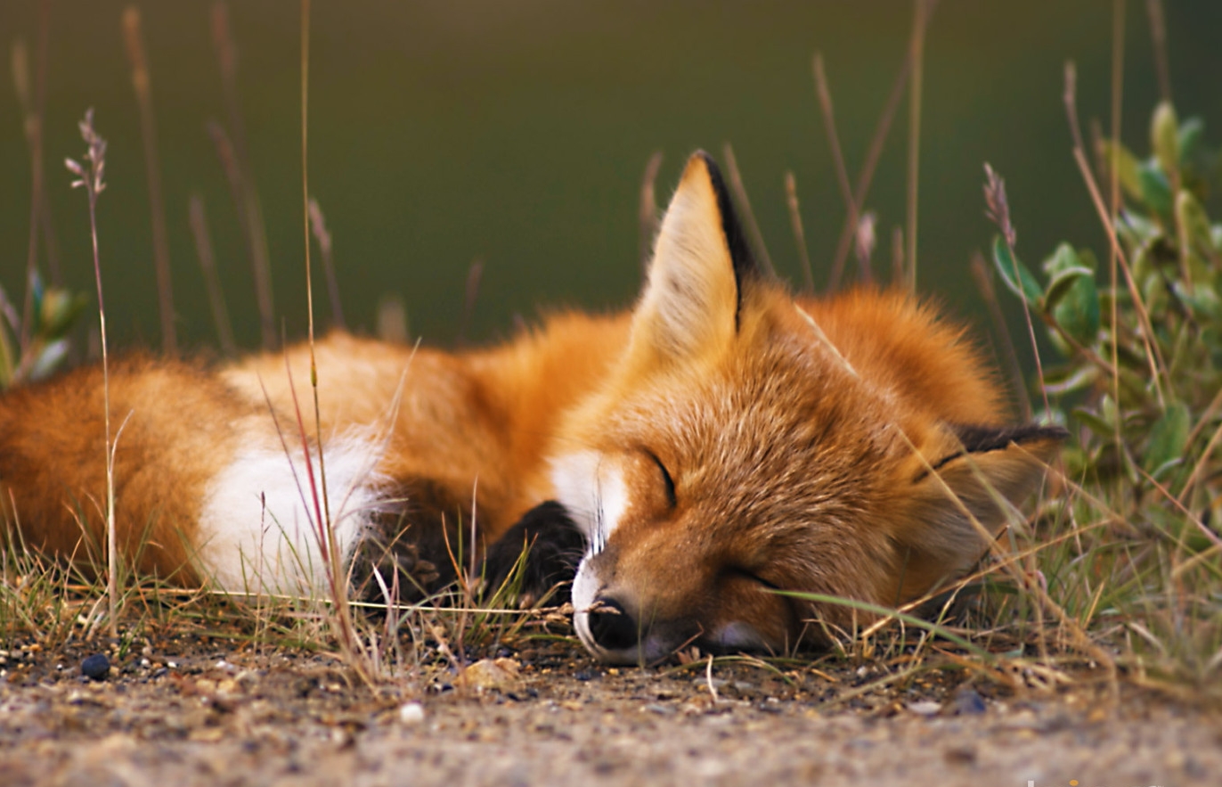 Animals...How & Where Do They Sleep? — Perkiomen Watershed Conservancy