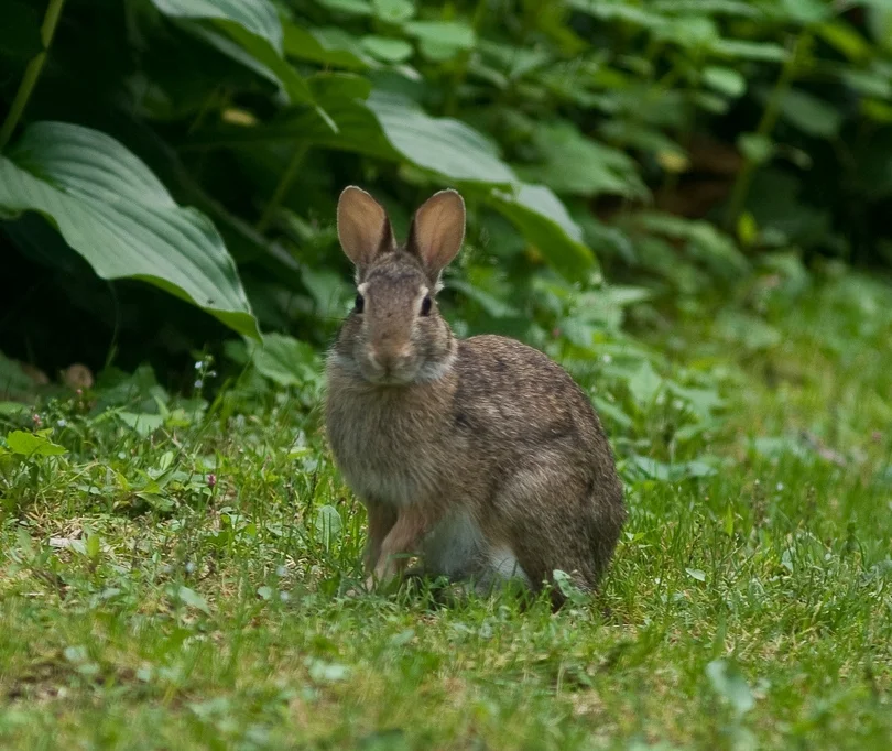rabbit-in-garden.jpg