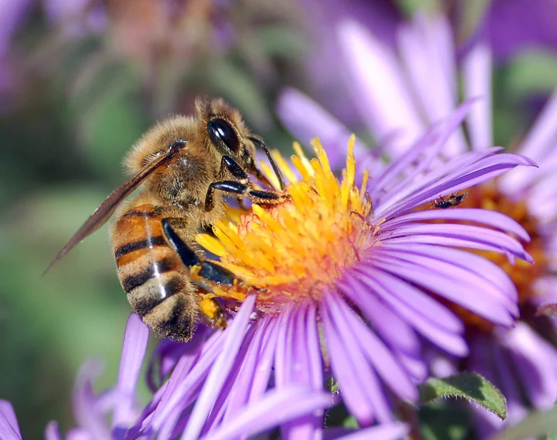 European_honey_bee_extracts_nectar.jpg