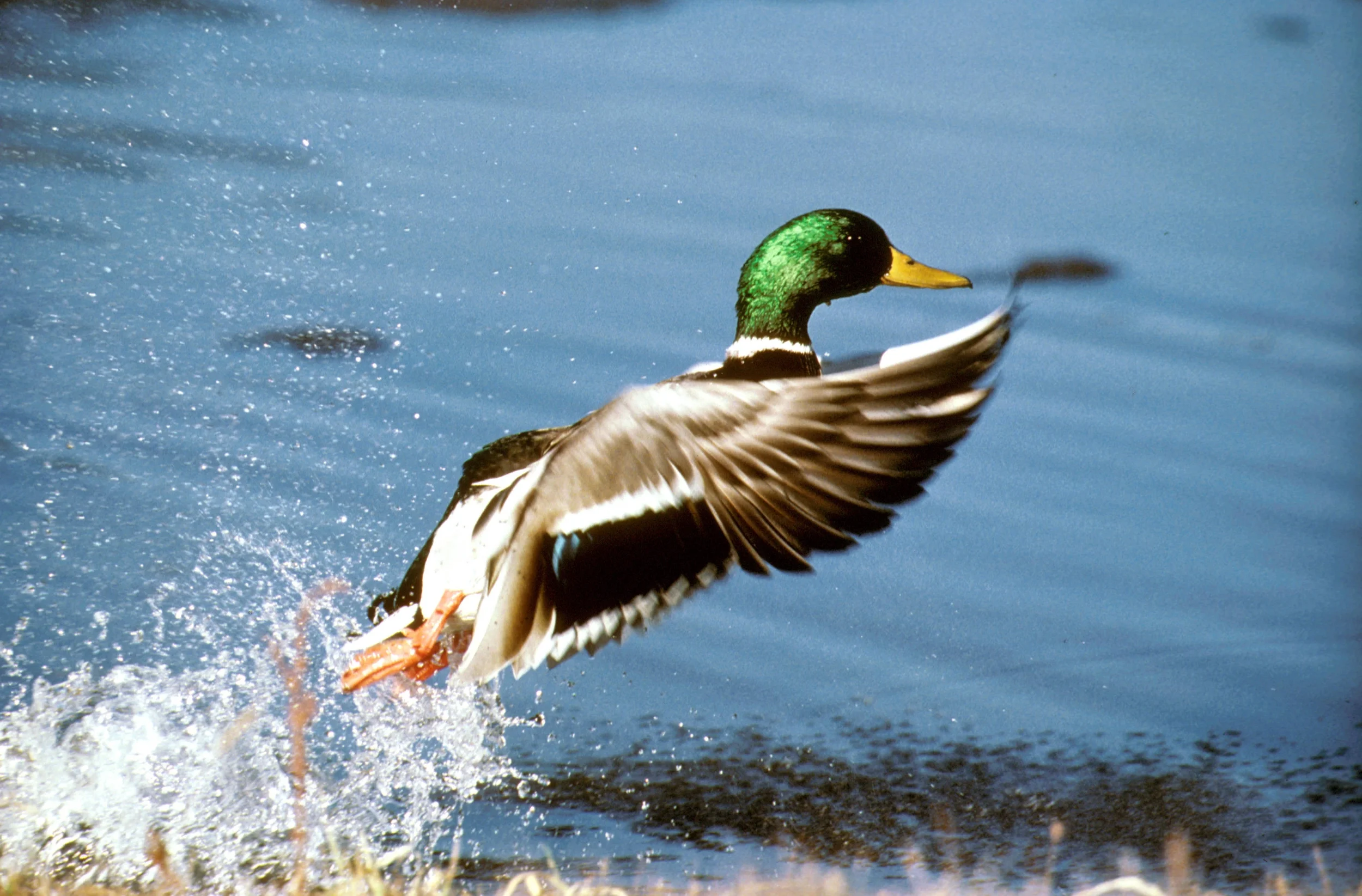 Mallard_drake.jpg