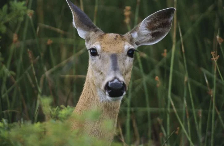 deer-female-animal-head_w725_h475.jpg