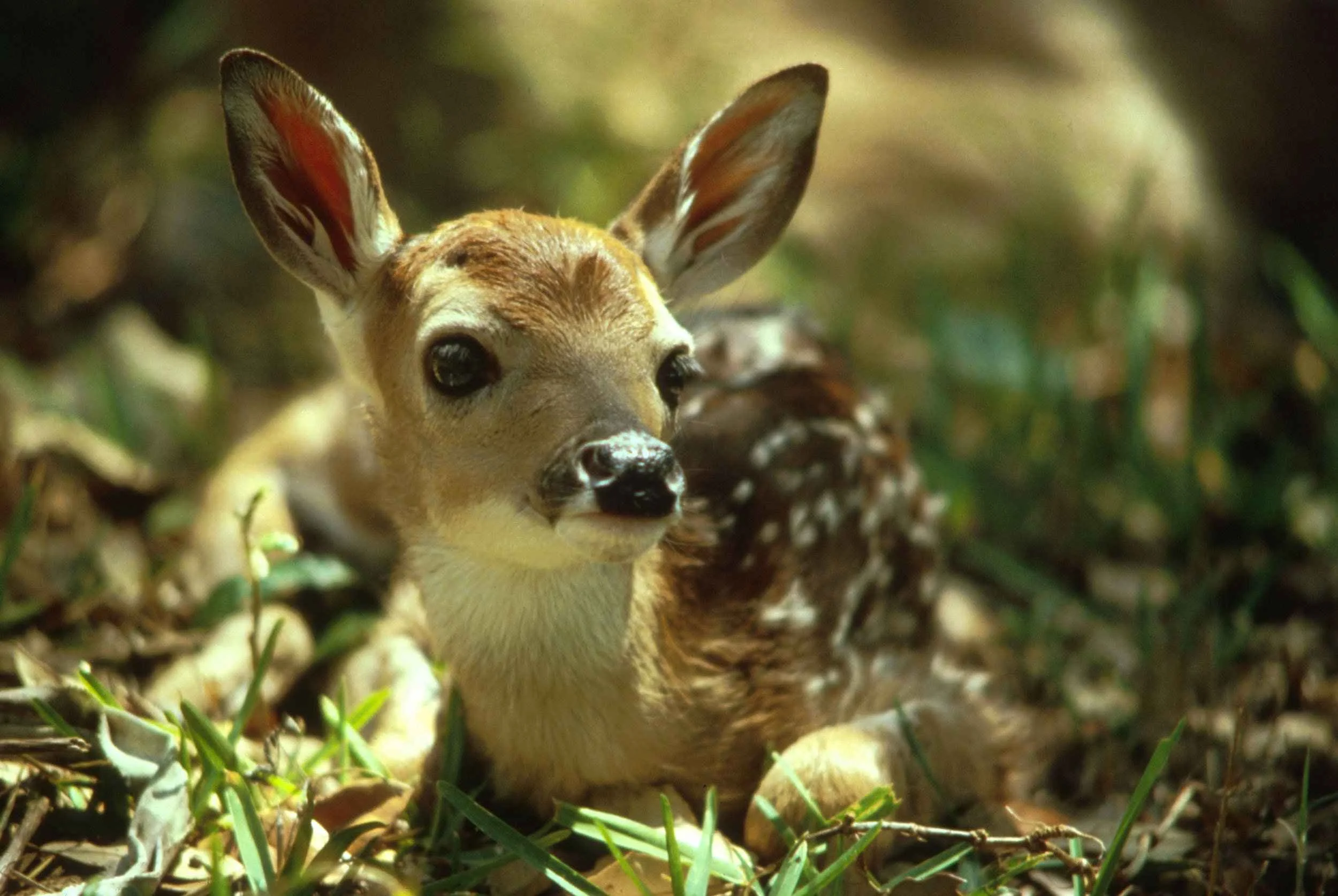 cute-deer-fawn.jpg
