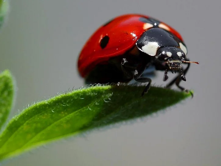 ladybugs-macro-insects_w725_h544.jpg