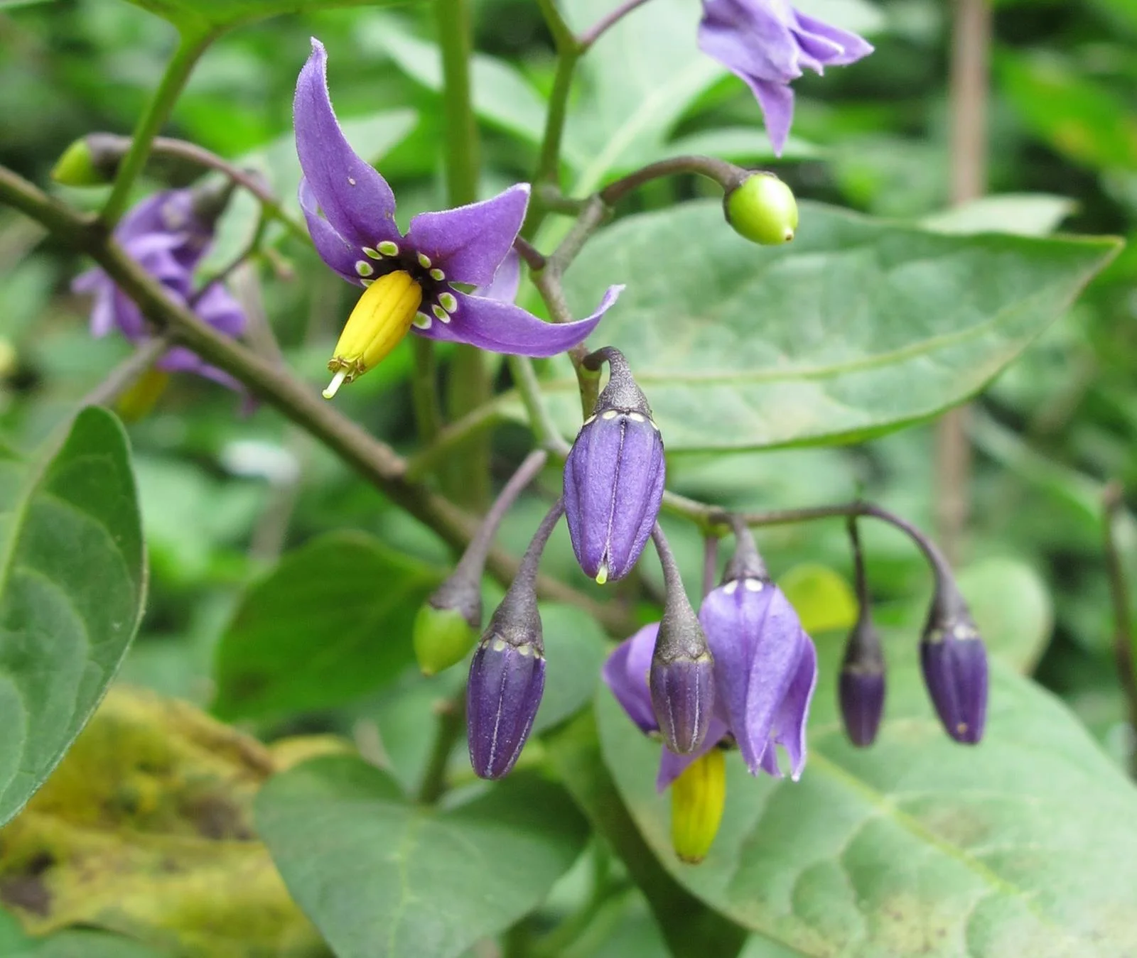 Solanum dulcamara, Nightshade Photo by Link Davis