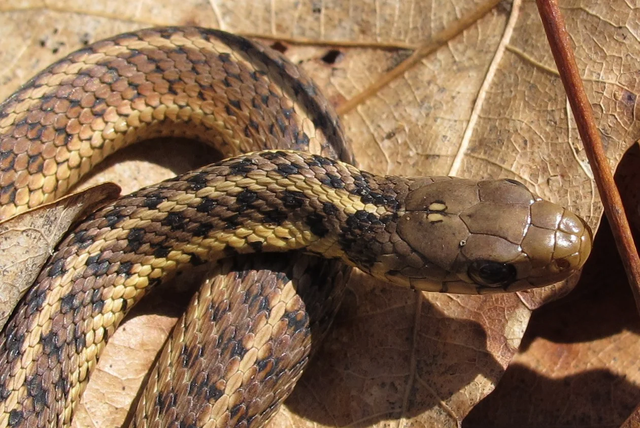 Common Garter Snake Photo by Link Davis
