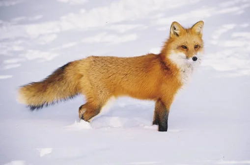 fox in snow.jpg