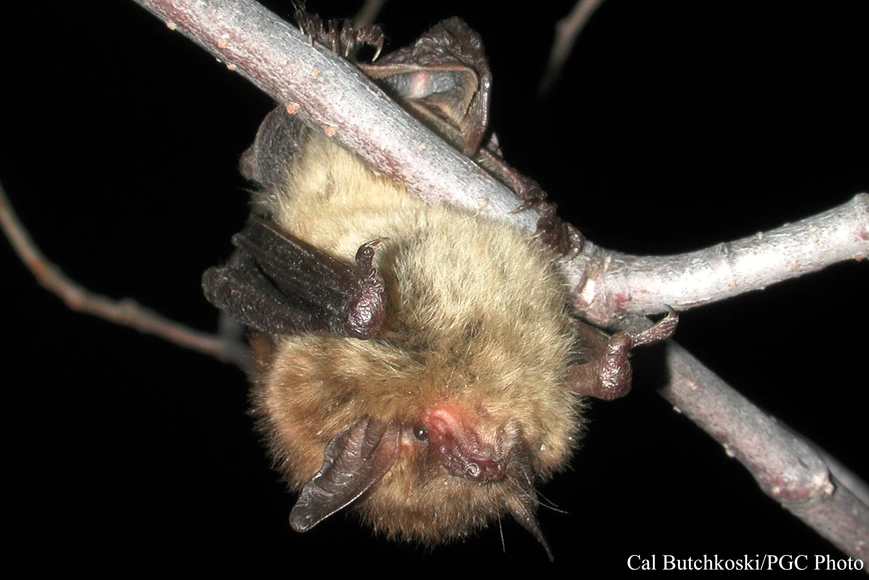 ci_little_brown_bat_3.jpg