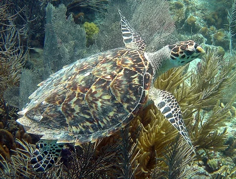 Hawksbill Turtle Photo credit: Caroline Rogers, USGS
