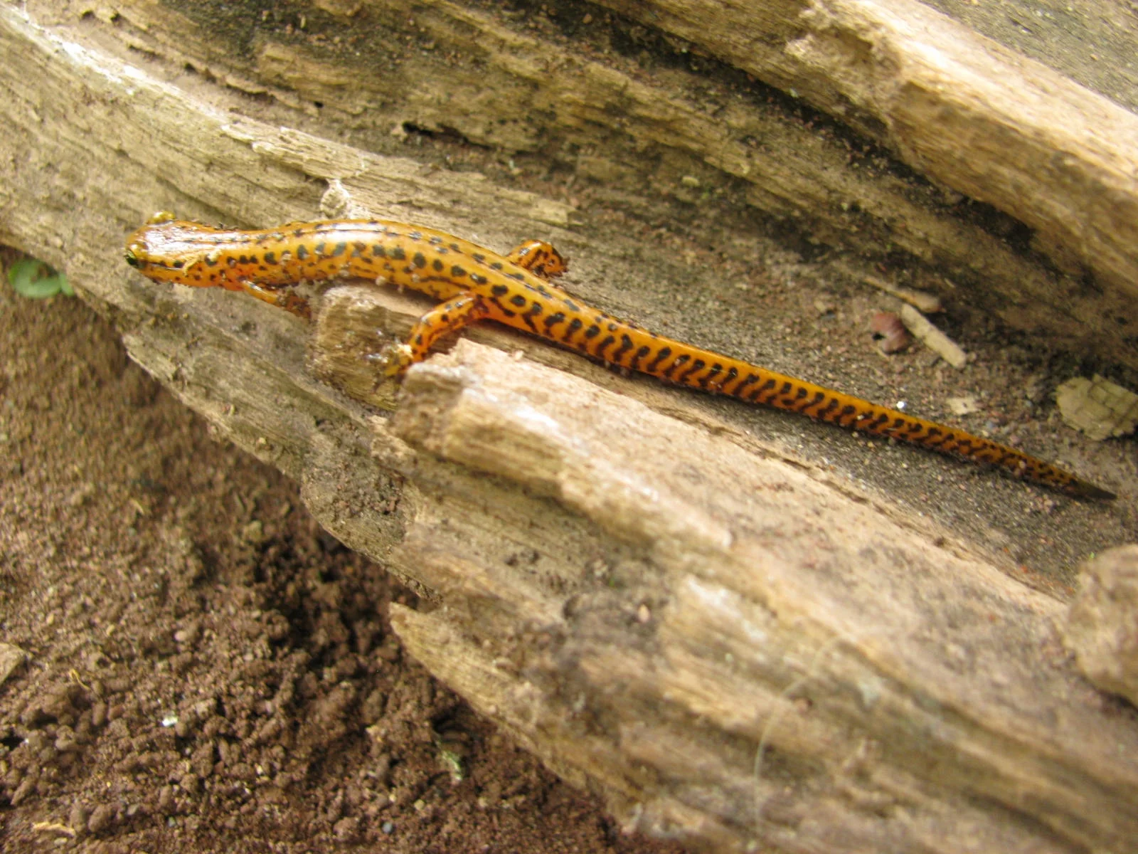 Longtail Salamander