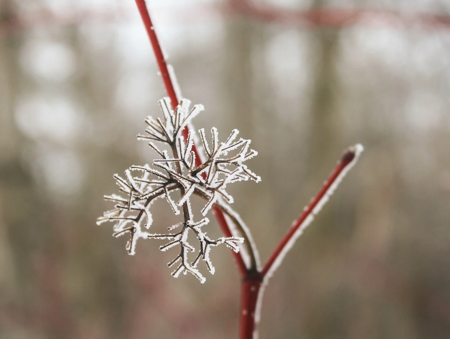 snowflake-633243_1920.jpg
