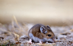 Mischievous Mice