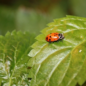 Little Ladybugs