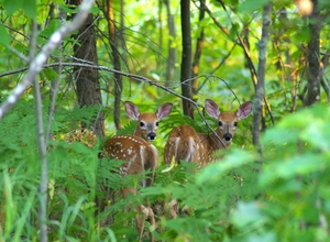 Fawns...Babes in the Woods