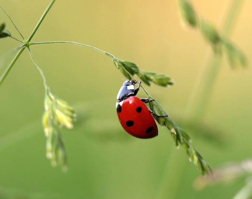 ladybug-1480102_1280 (1).jpg