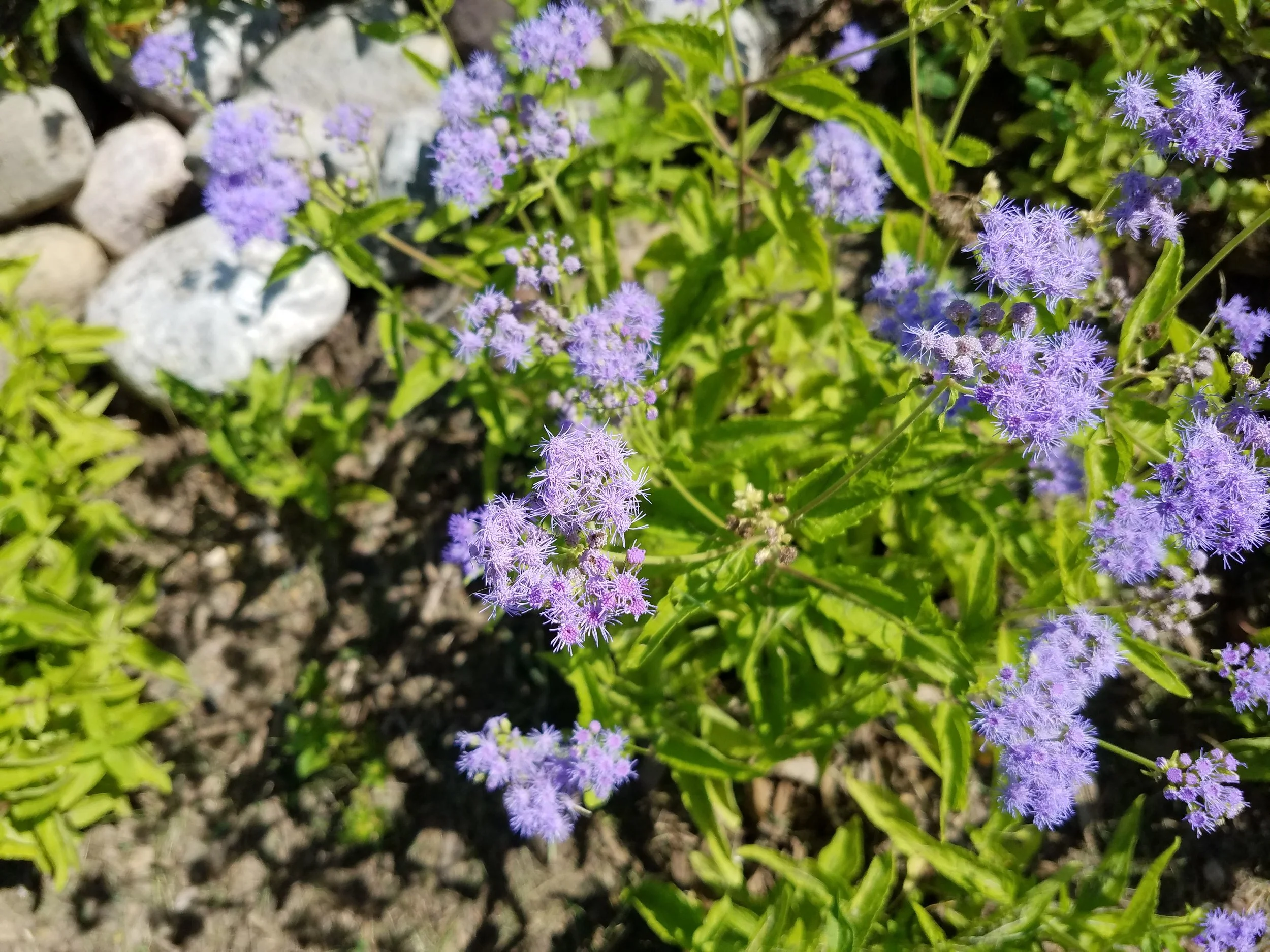 Eupatorium coelestinum , Blue Mistflower