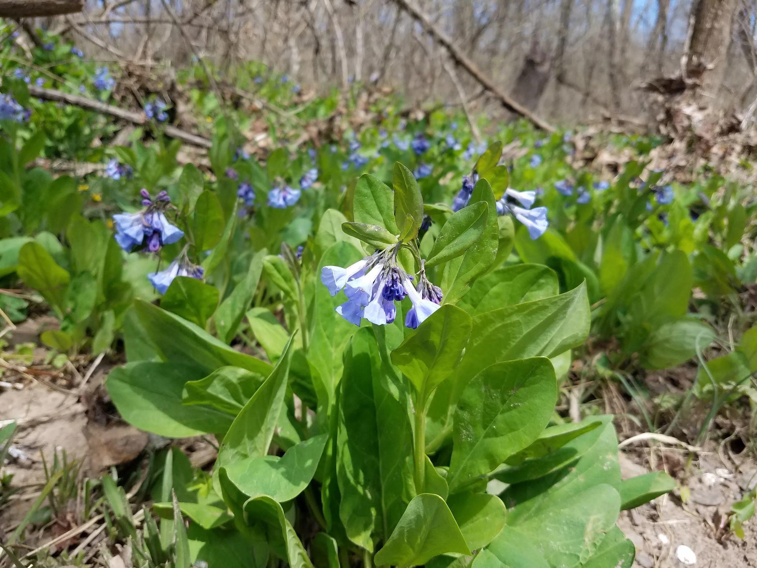 Mertensia virginica , Virginia Bluebell