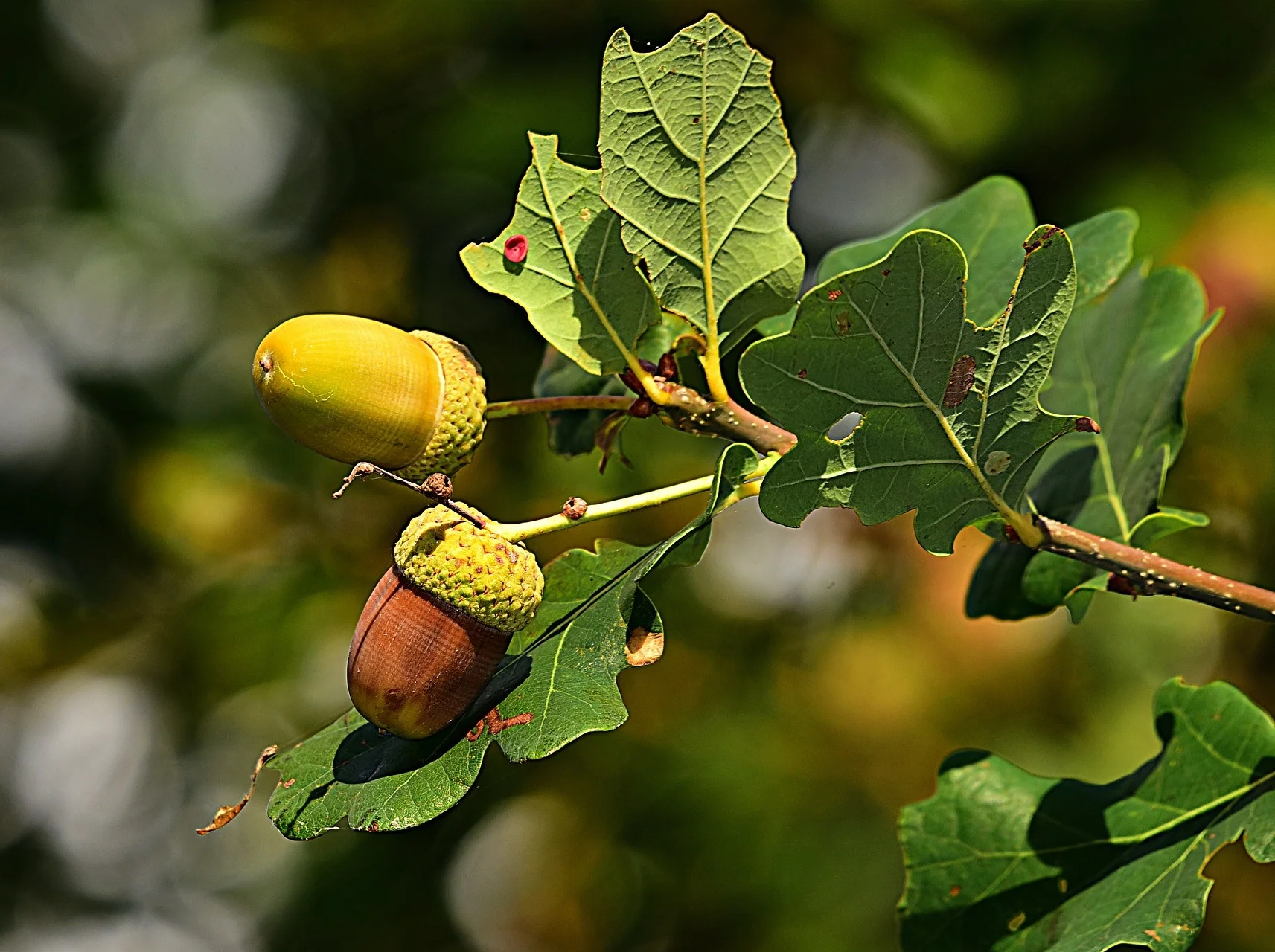 acorn-3694485_1920.jpg