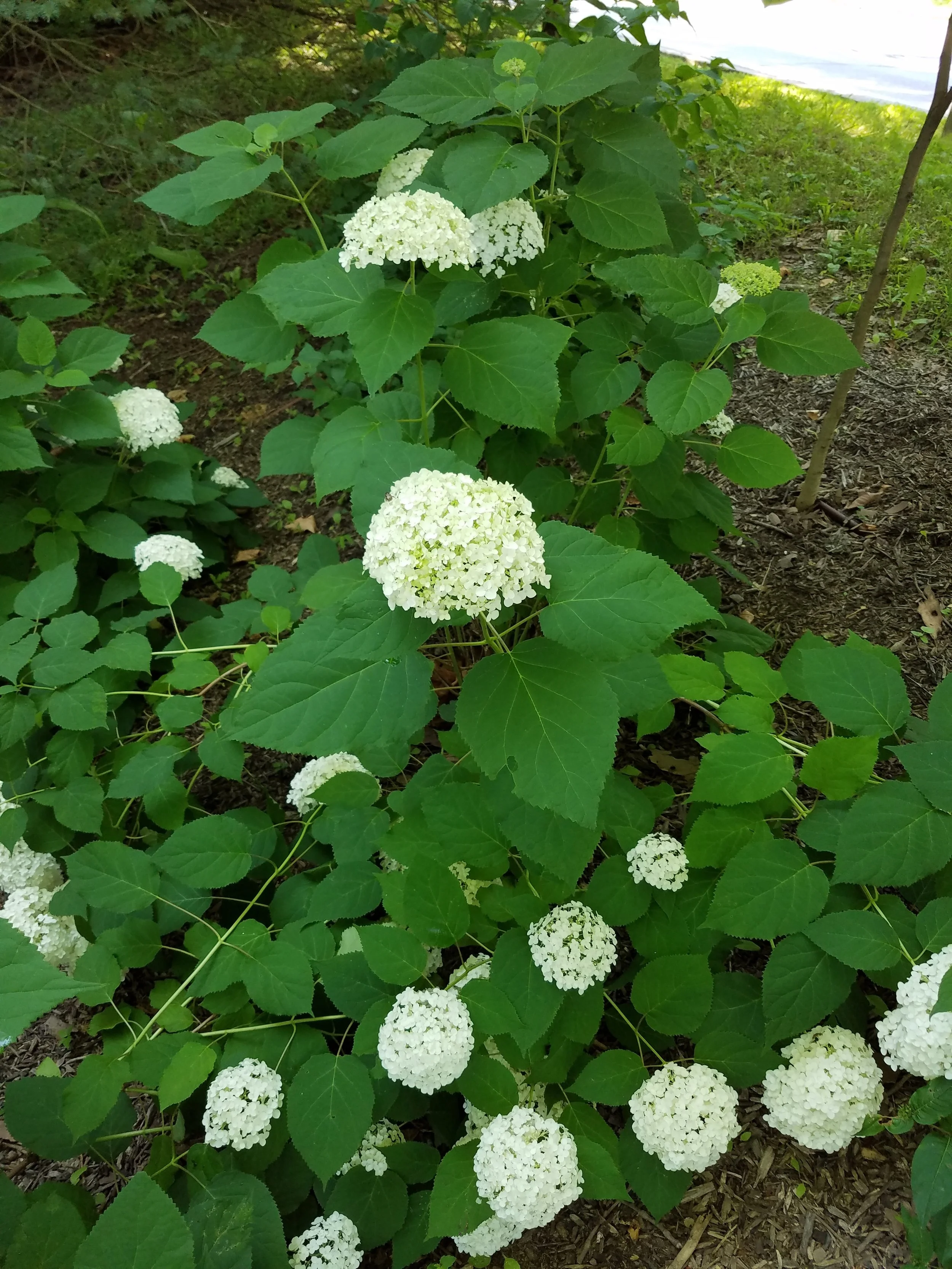 Hydrangea arborescens , Hydrangea
