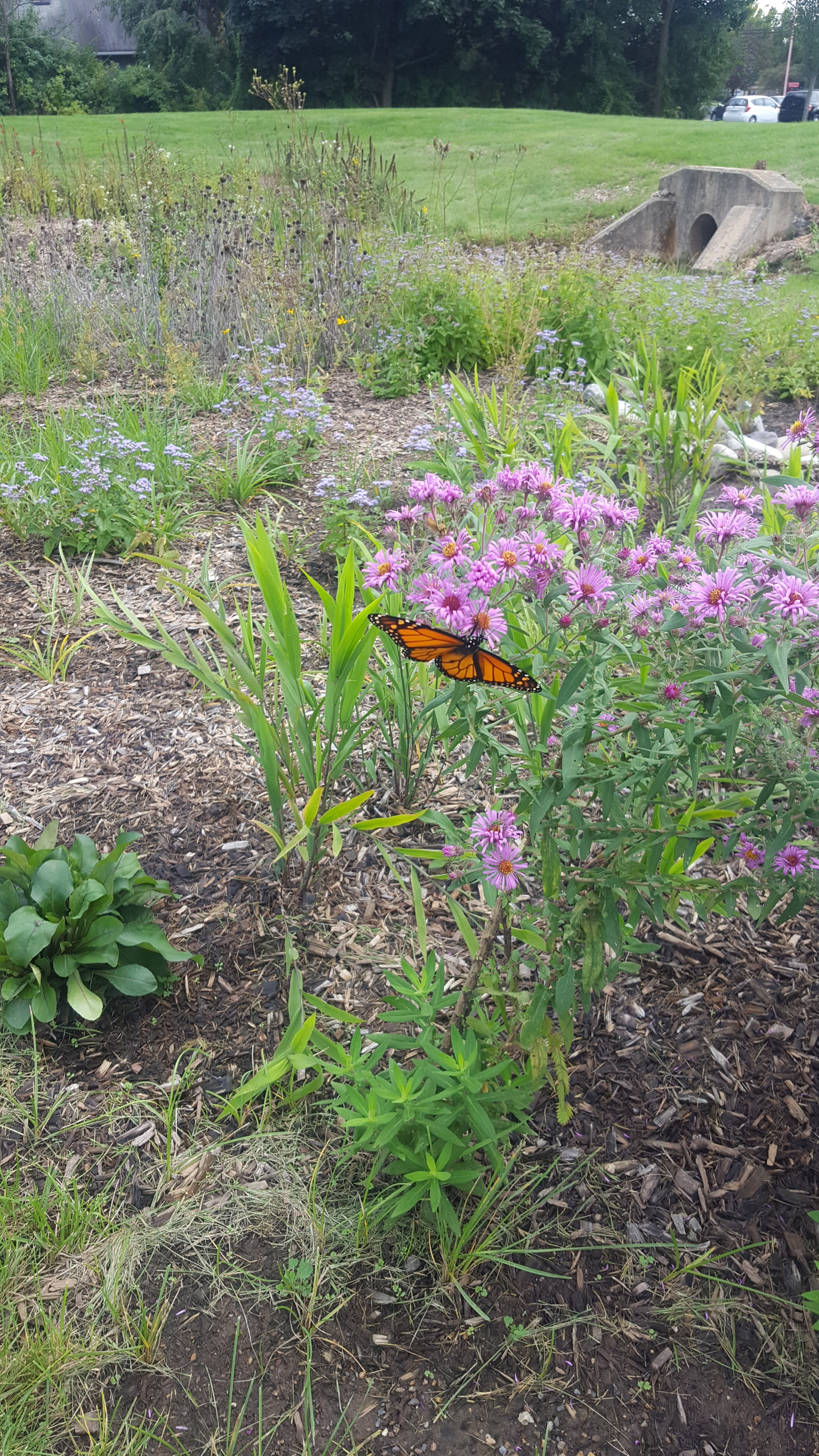 Rain Gardens — Perkiomen Watershed Conservancy