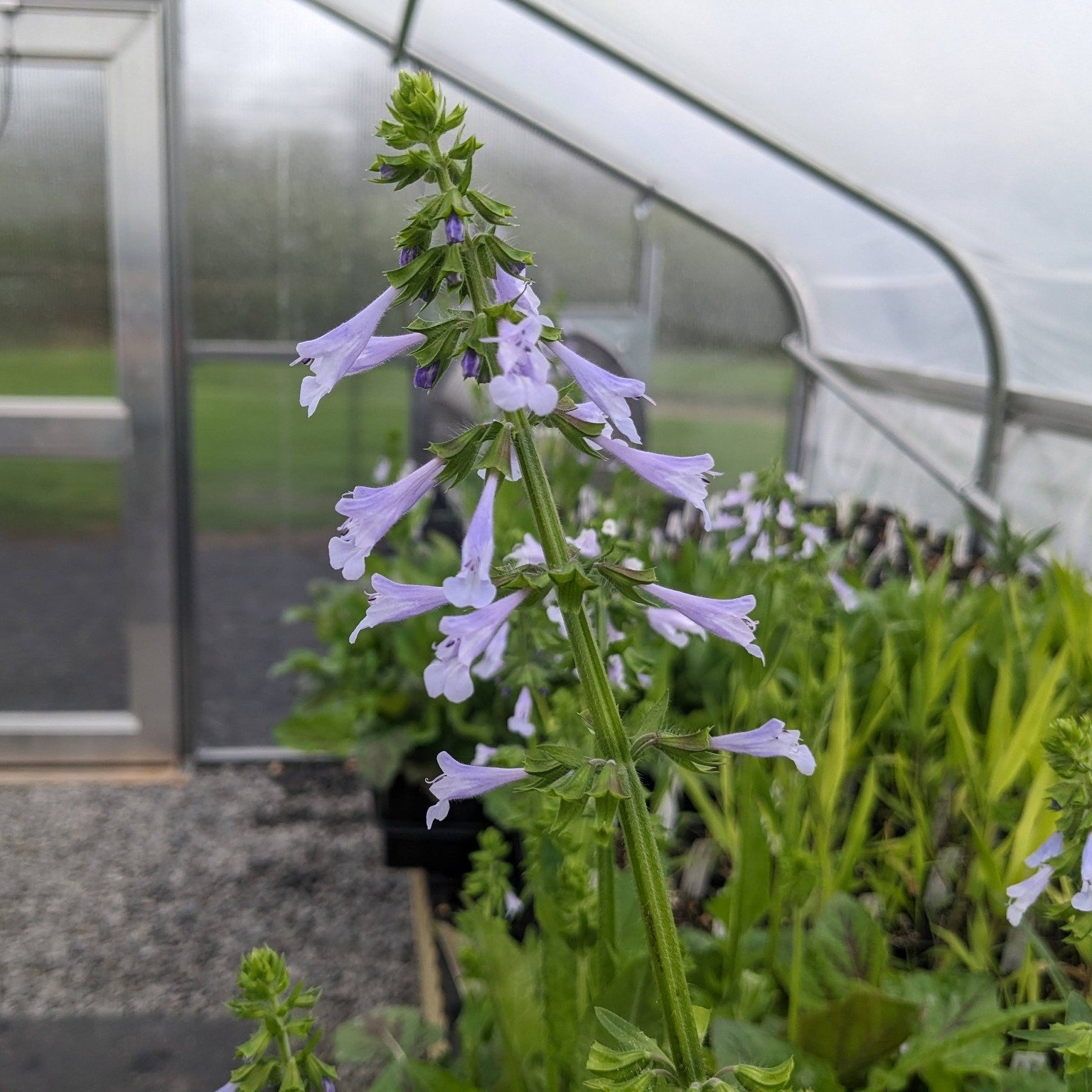 Get ready plant lovers! The Conservancy's annual Native Plant Sale is just a few weeks away! Online pre-ordering for the Native Plant Sale will begin on Earth Day, Monday April 22nd at 8:00 am. The in-person Native Plant Sale and pre-order pick-up wi