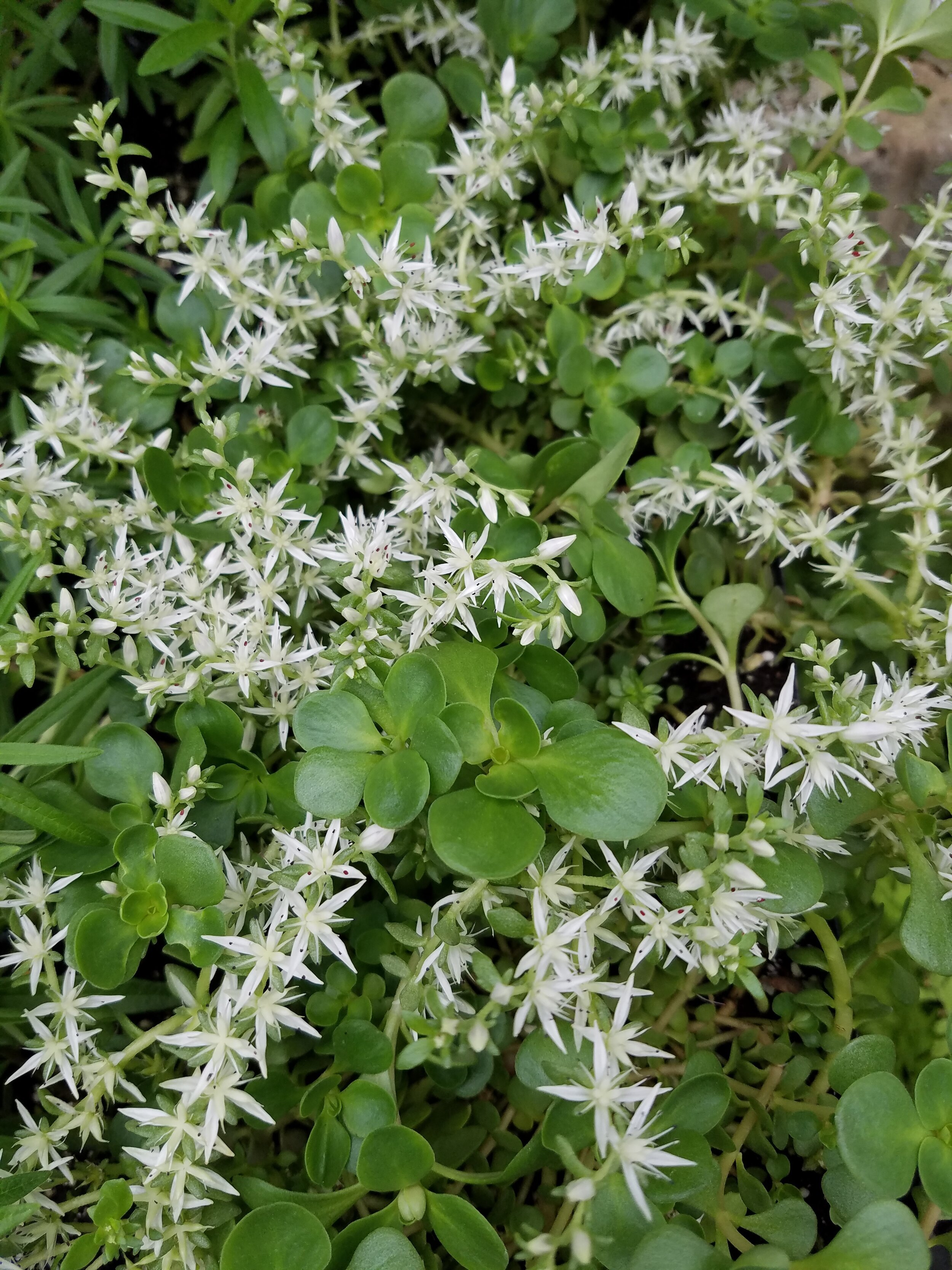 Sedum+ternatum+PWC.jpg