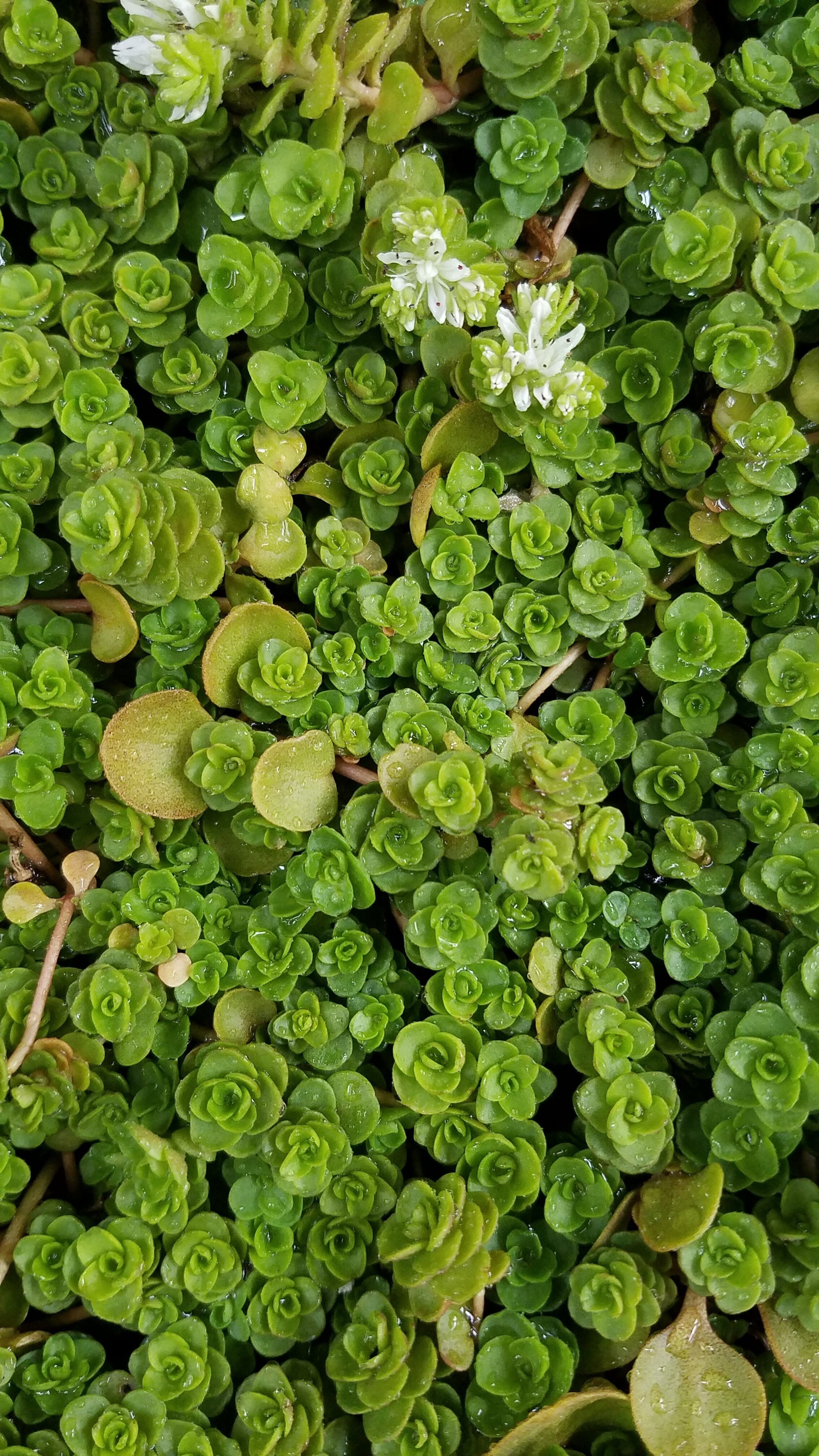 Sedum+ternatum+PWC.jpg