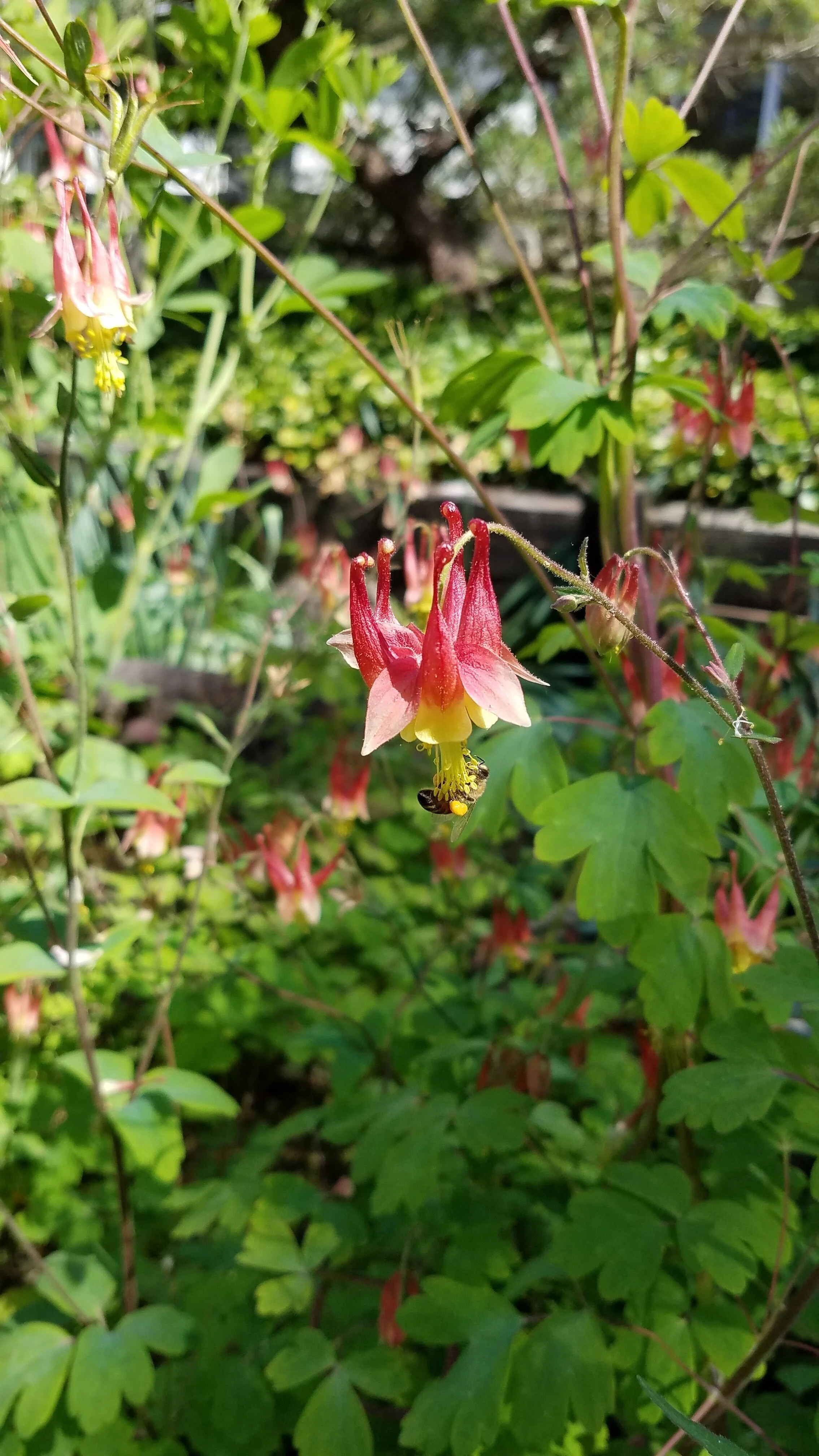 Aquilegia+canadensis+PWC.jpg