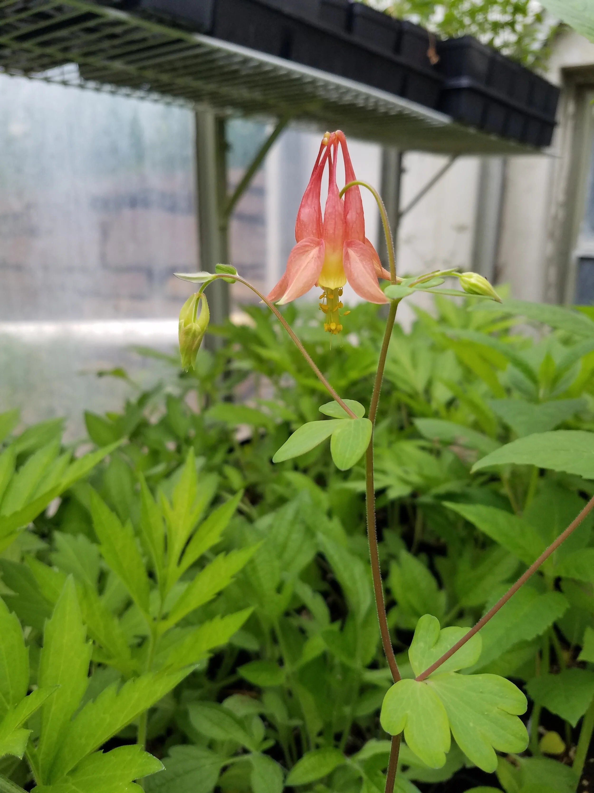 Aquilegia+canadensis+PWC.jpg