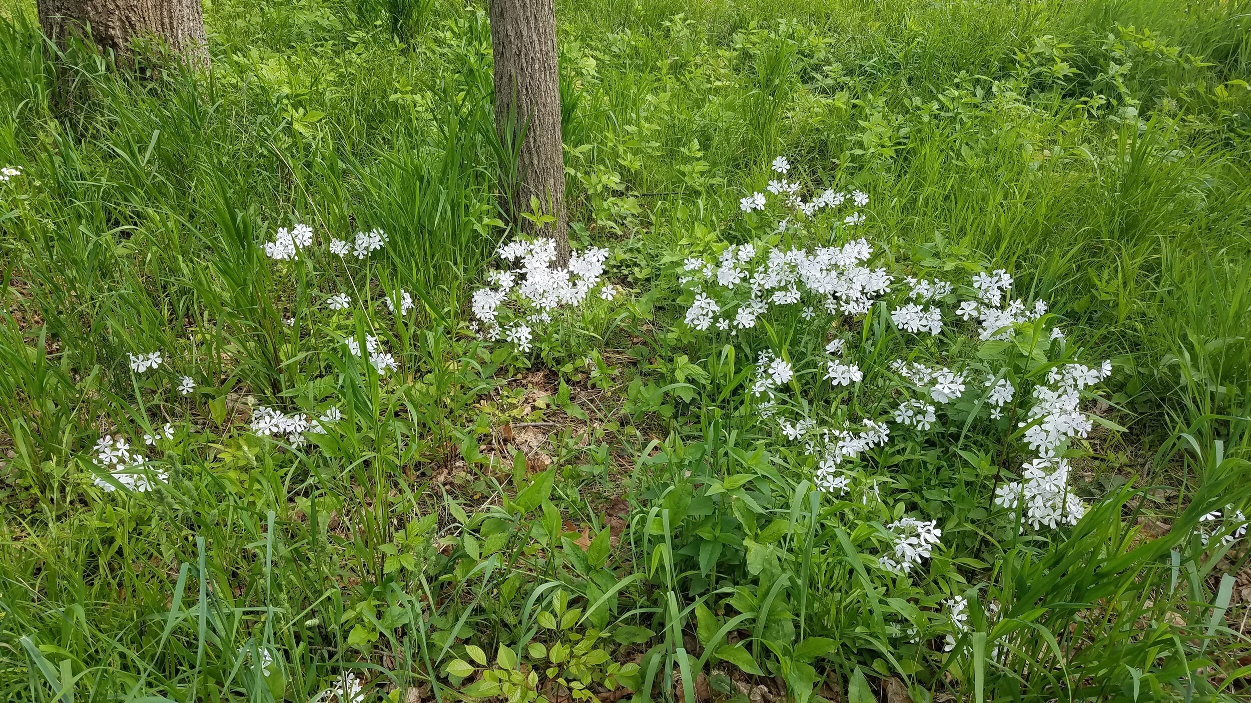 Phlox+divaricata+PWC+4.jpg