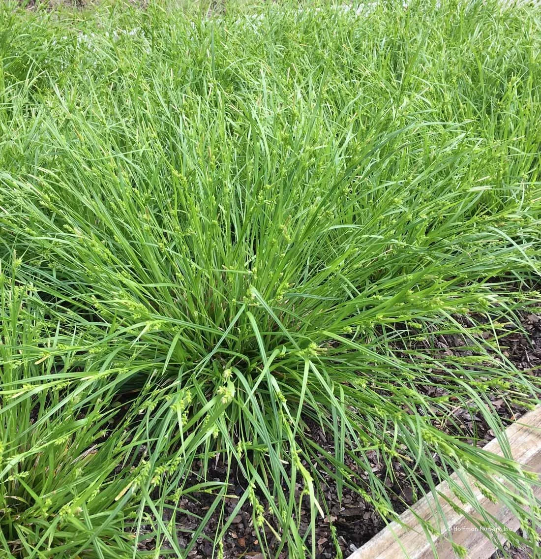 Carex+amphibola.jpg