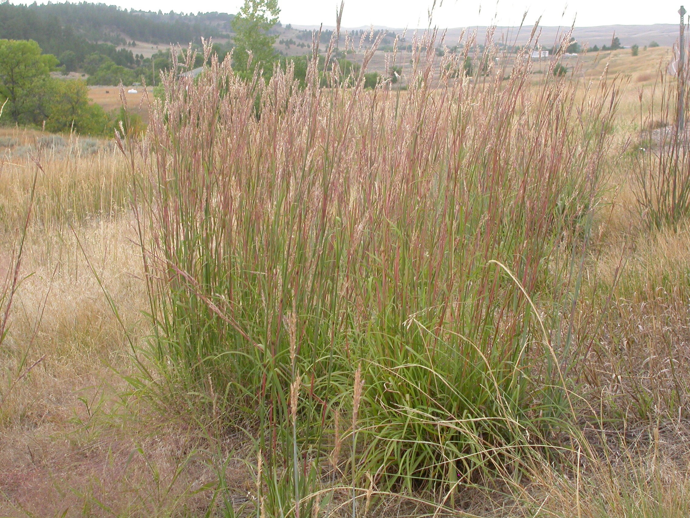 Andropogon+gerardii.jpg