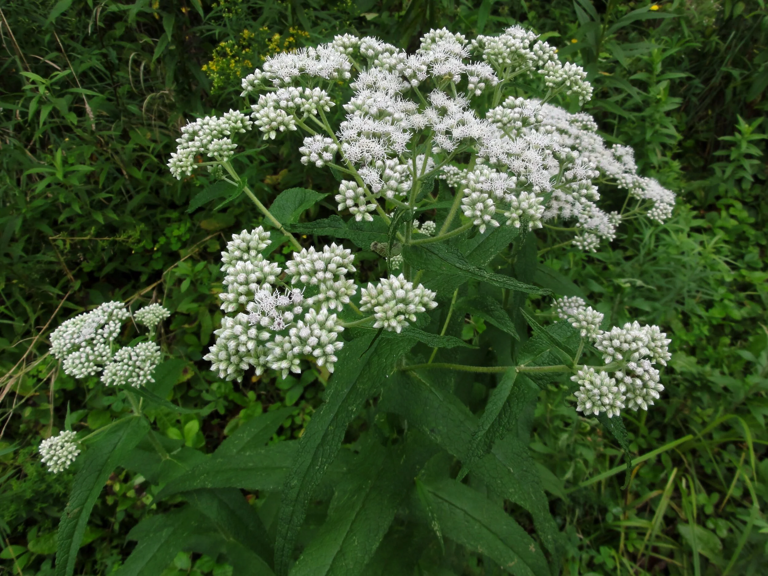 Eupatorium+perfoliatum.jpg
