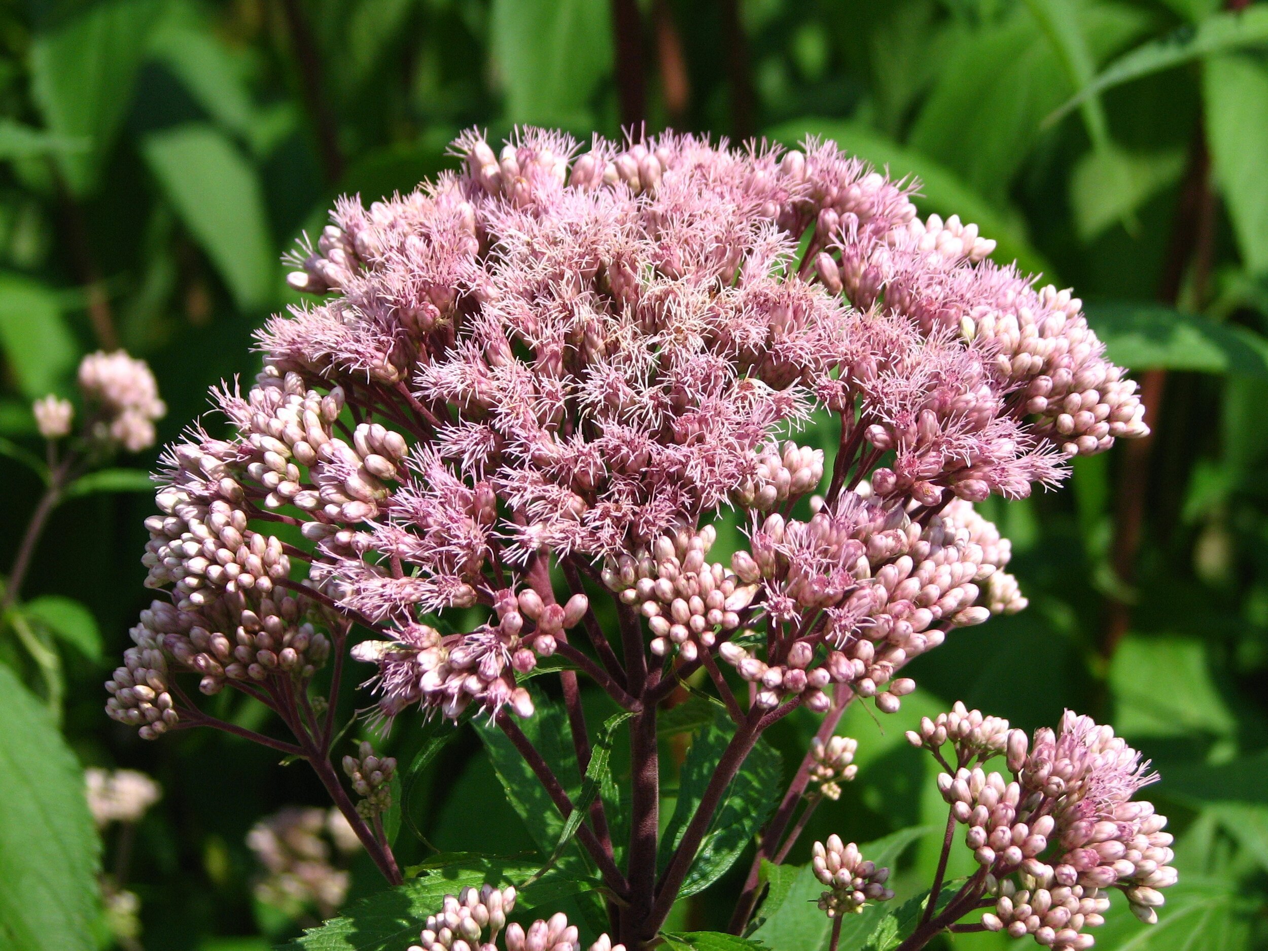 Eutrochium+maculatum.jpg